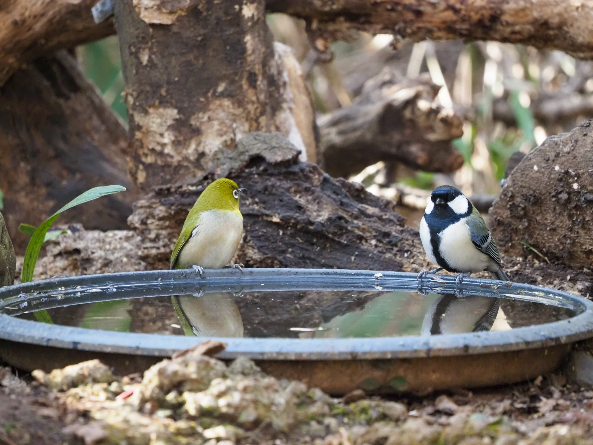 ネクタイ柄が可愛い身近な鳥シジュウカラ | 野鳥撮影って気軽に 