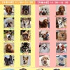 3月25日浅草里親会の参加犬が決まりました。の画像