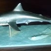 巨大な古代のサメ メガロドンはまだ生きているの？