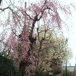 画像 2023桜追い♪神宮外苑周りの桜や木々を伐らないで欲しい♪風呂敷ブログ継続5034日目 の記事より 2つ目