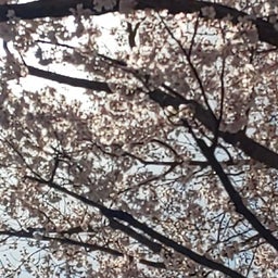 画像 2023桜追い♪神宮外苑周りの桜や木々を伐らないで欲しい♪風呂敷ブログ継続5034日目 の記事より 4つ目