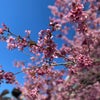 隅田公園　早咲きはきれいソメイシノは、まだまだの画像