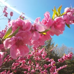 画像 2023桜追い♪日本橋の夜桜&菜の花と桃の花♪風呂敷ブログ継続5035日目 の記事より 5つ目