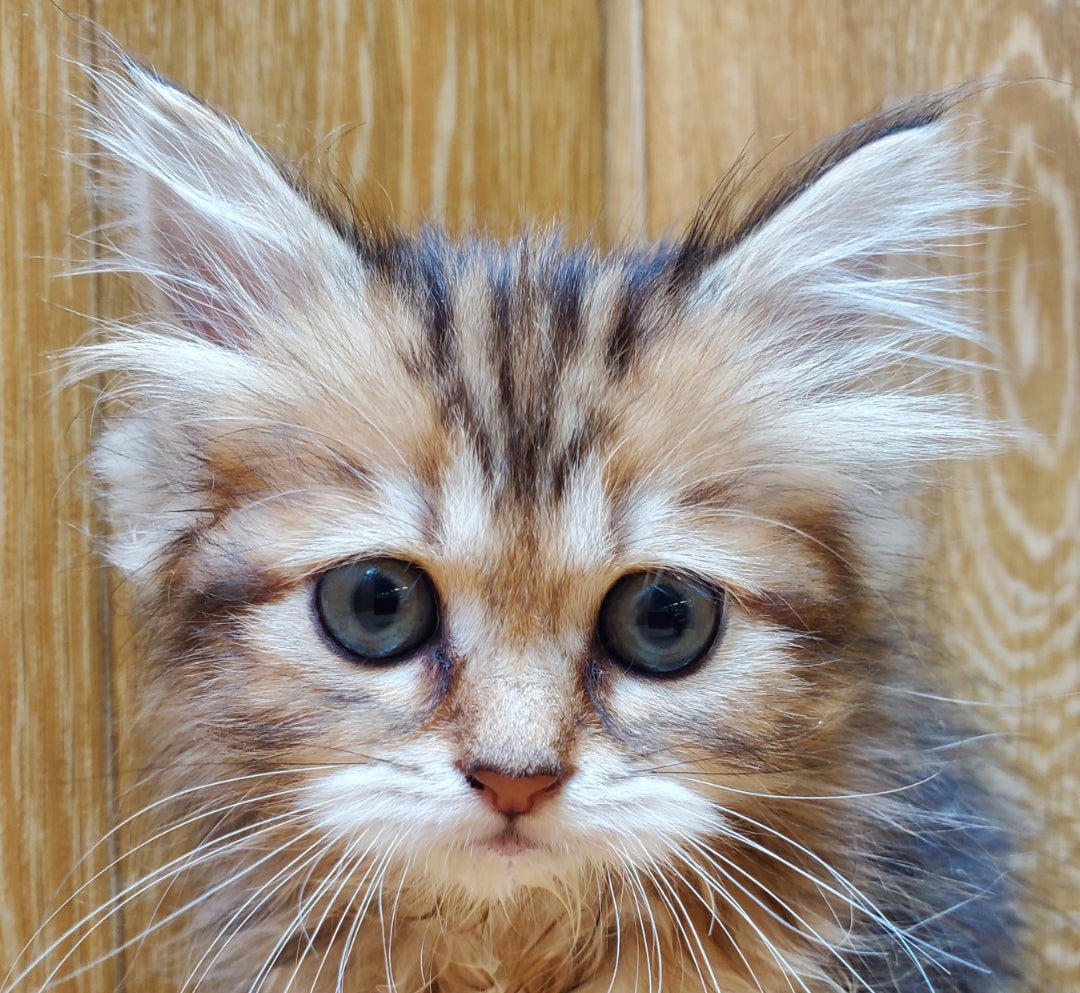 わんちゃん・ねこちゃん入舎しました!! | かねだい八千代店の わんちゃん・ねこちゃん入舎しました!! | かねだい八千代店の