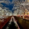 目黒川の桜&恵比寿で誕生日ディナー♪の画像