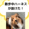 愛犬のシェルティーのハーネス事情【飼い主さん投稿】の画像