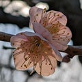 大阪城公園梅林　エエ感じに咲いてました