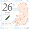 妊娠26週の日々...妊婦健診⑥子宮頸管長27mm