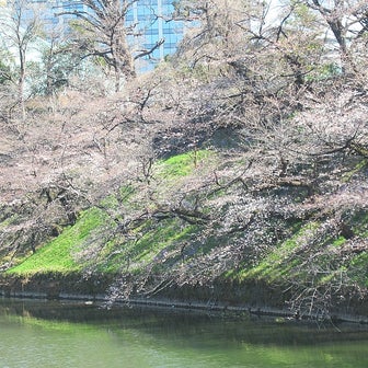 東京桜名所／千鳥ヶ淵と北の丸公園