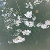 雨に濡れる桜の下での画像
