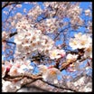 桜開花と～危機一髪コロナ濃厚接触