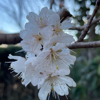 庭の桜散りかけローズマリー枯れかけ❗️の巻