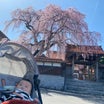 焼肉屋ママさん#お花見の風景・倉吉市八屋「極楽寺の枝垂れ桜」
