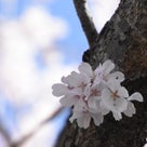 奈良も桜が満開か？・・(^_-)-☆の記事より