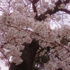 桜が咲き急いでますの画像