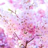 桜の花火は一週間の画像