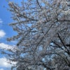 桜色に染まる季節の画像