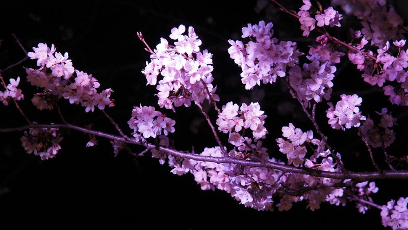 水都大垣の春(夜桜)2023-7