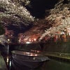 水都大垣の春(夜桜)2023年3月24日撮影の画像