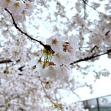 浅草雨桜とモーニングトースト 蔵前 Nuiの記事画像