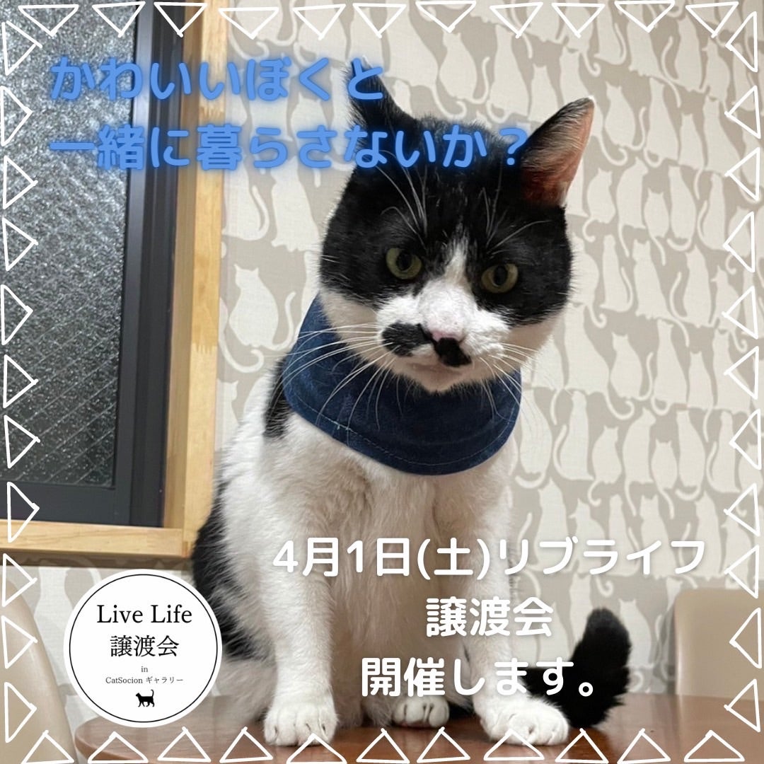 『４月１日（土）リブライフ譲渡会参加猫①②』