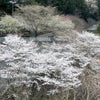 京都　保津峡の桜の画像