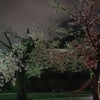 桜からの学びの画像