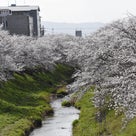 佐保川の桜祭りは？・・(^_-)-☆の記事より