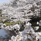 佐保川の桜祭りは？・・(^_-)-☆の記事より