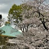 千鳥ヶ淵の桜&『白木耳(きくらげ)とクコの実の中華和え』の画像