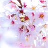 雨の桜の画像