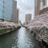 東京の桜は満開(大崎駅から目黒川沿いの桜)の画像