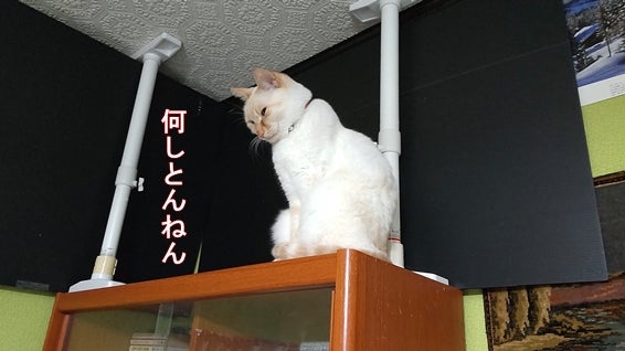 本棚の上で真顔の猫「何しとんねん」