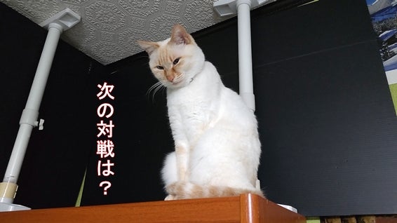 本棚の上で真顔の猫「次の対戦は？」