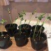 枝豆の育苗