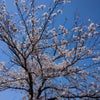 青空と桜(*´∀｀*)の画像