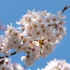 石神井公園の桜の画像