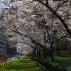 <大阪営業所のNTドライバーさん>桜の季節（５）の画像