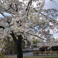 大宮公園の桜！