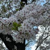 三度目の上野の花見の画像