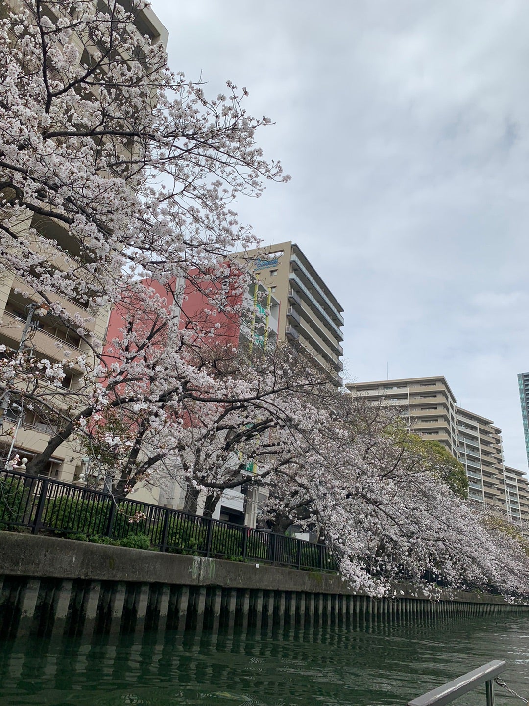 お花見クルーズの記事画像