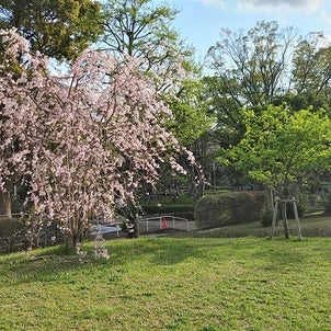 桜の小道の画像