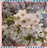 桜の季節。おかげさまで、ぴゅる。も、４歳になりましたの画像