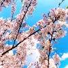 Sakura 2023 Tokyoの画像
