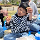 「日本さくら名所100選」豊公園の桜が満開！の記事より