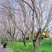 桜とバイクと電車を撮ろうツー(*>ω<)b 本番