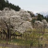 根尾谷の春と淡墨桜(2023年3月31日撮影)の画像