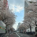 中野サンプラザ横の桜は未だ綺麗に頑張って咲いてます♪♪♪