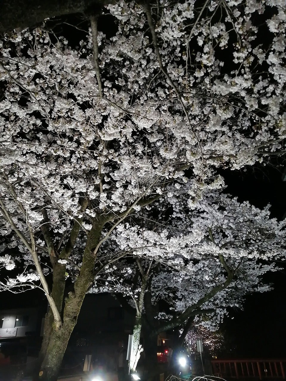 この時期ならでは「夜桜」