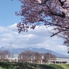 いよいよ桜前線は長野へ〜それでも原村はまだ蕾！の画像